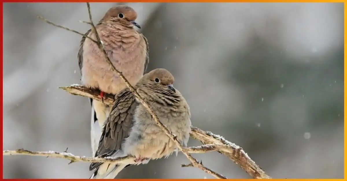 How to Identify a Mourning Dove