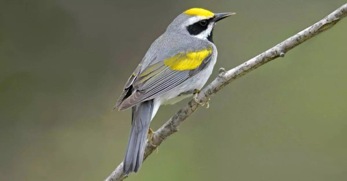 Rare Birds in Alabama