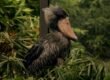 Close-up of a bird resembling a machine gun sound, perched in a forest, known for its rapid-fire vocalization.