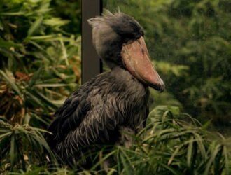 Close-up of a bird resembling a machine gun sound, perched in a forest, known for its rapid-fire vocalization.