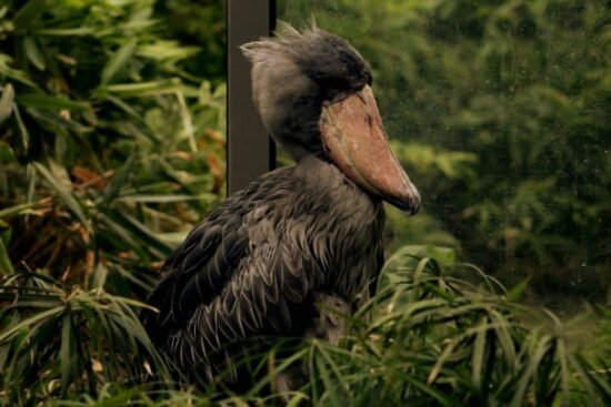 Close-up of a bird resembling a machine gun sound, perched in a forest, known for its rapid-fire vocalization.