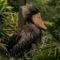 Close-up of a bird resembling a machine gun sound, perched in a forest, known for its rapid-fire vocalization.