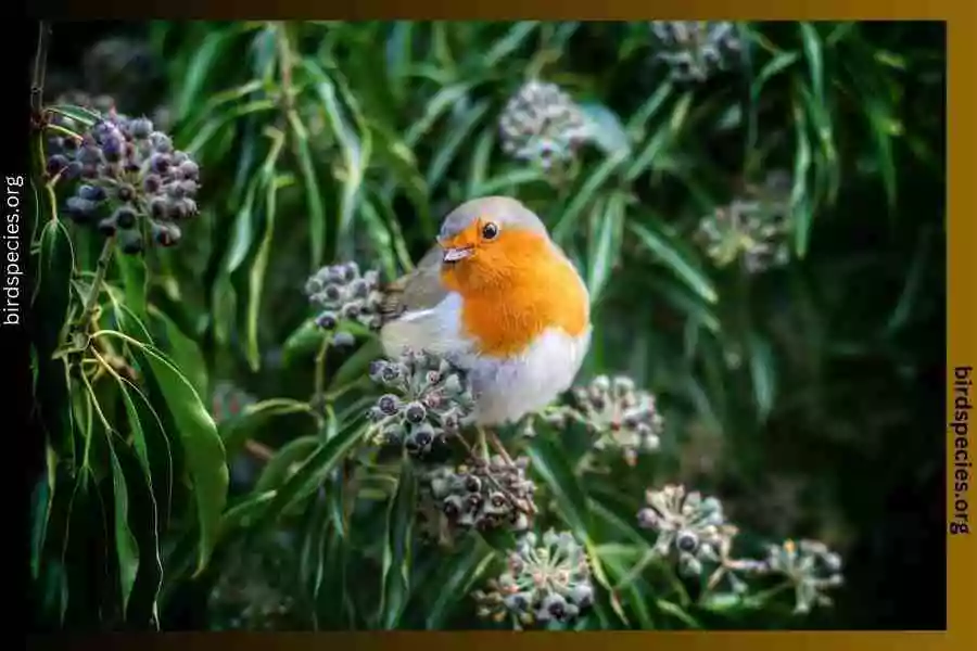 European Robin