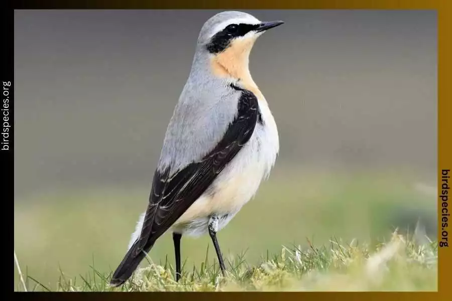 Northern Wheatear