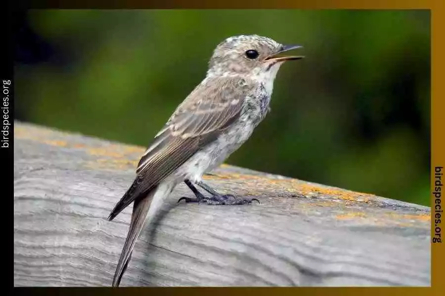 Spotted Flycatcher