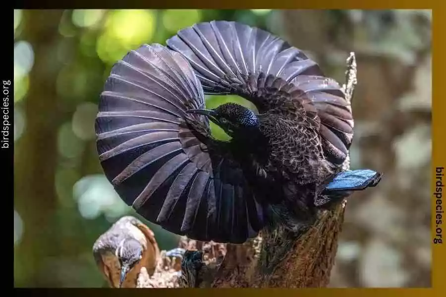 Victoria's Riflebird