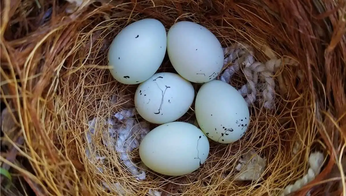 toucan eggs