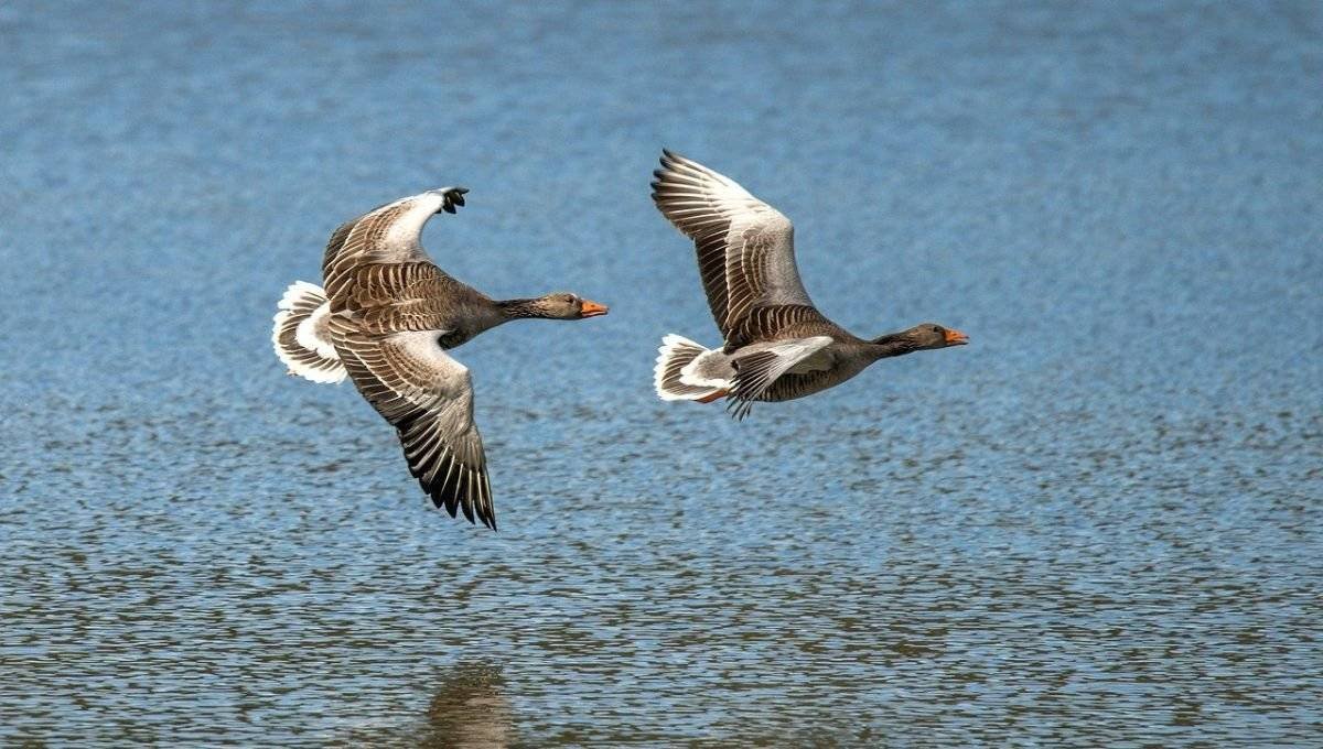 New West Virginia Migratory Game Bird Regulations for 2024-2025 Start on September 1