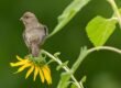 Backyard Bird Populations Declining in the U.S.