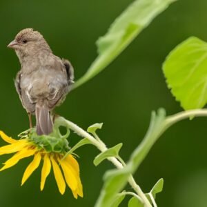 Why are Backyard Bird Populations Declining in the United States?