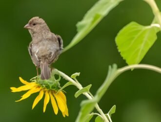 Backyard Bird Populations Declining in the U.S.