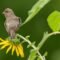 Backyard Bird Populations Declining in the U.S.