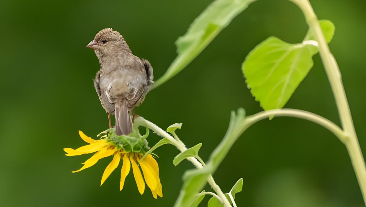 Backyard Bird Populations Declining in the U.S.