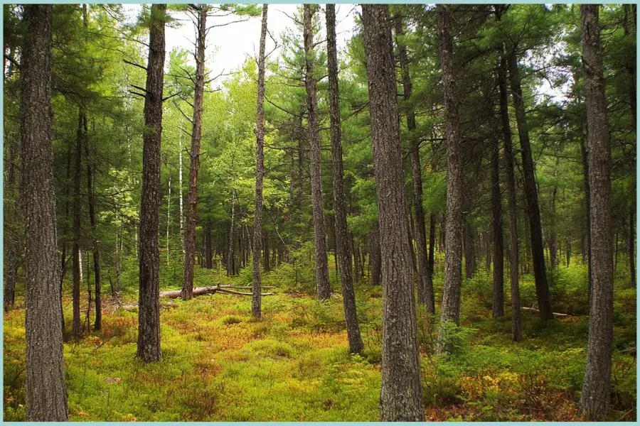 Dense Jack Pine forest with tall trees and grassy undergrowth, habitat of the Kirtland’s Warbler