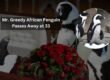 Mr. Greedy African Penguin Passes Away at 33