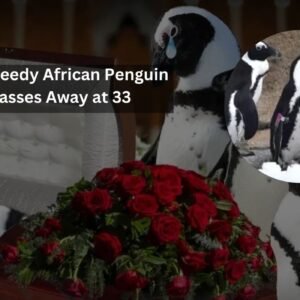 Beloved Mr. Greedy African Penguin Passes Away at 33, Leaving Behind 230 Descendants