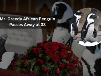 Mr. Greedy African Penguin Passes Away at 33