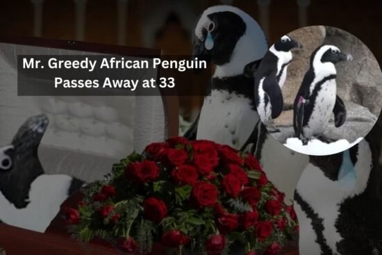 Mr. Greedy African Penguin Passes Away at 33