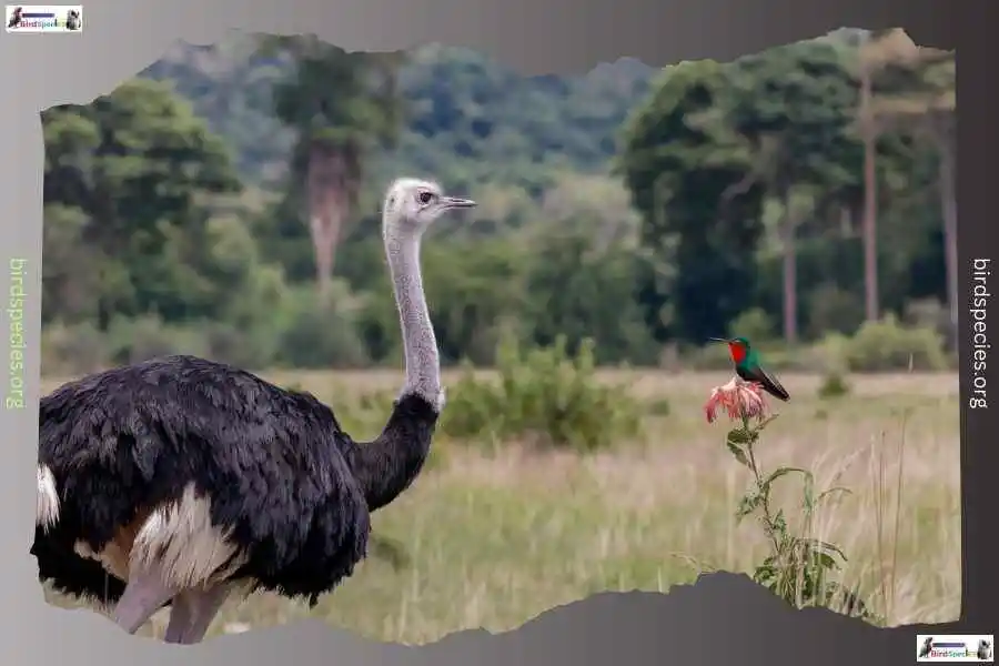 Ostrich Vs Hummingbird Size Overview