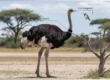 Ostrich vs Hummingbird Size