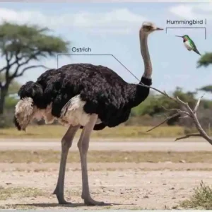 Ostrich vs Hummingbird Size: Details Size Comparison