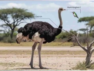 Ostrich vs Hummingbird Size