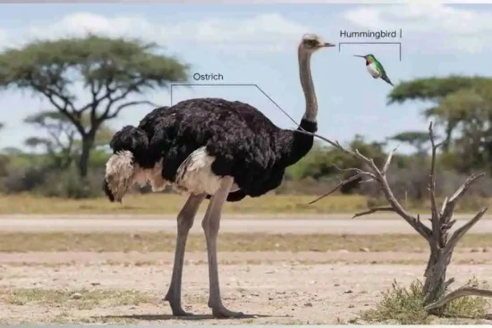 Ostrich vs Hummingbird Size