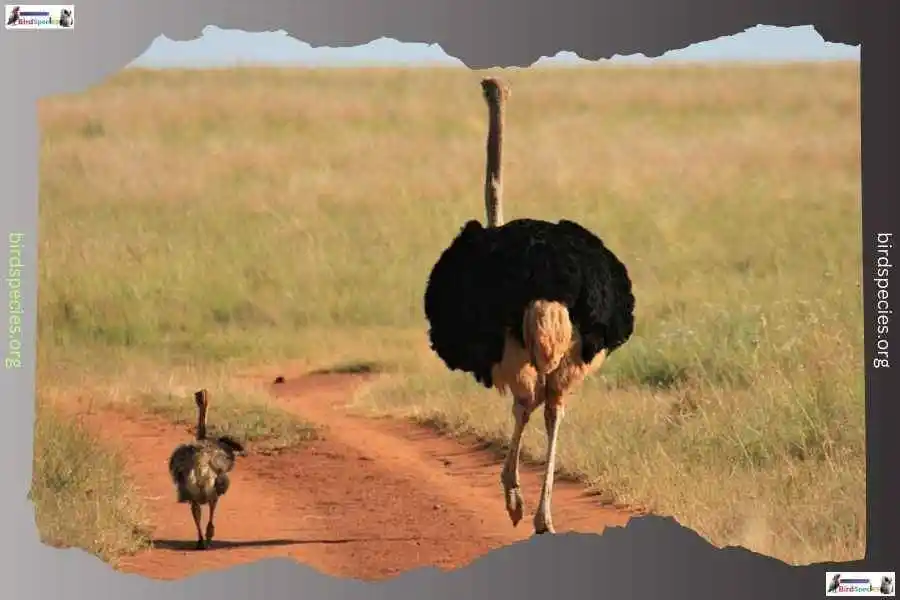 Ostrich vs Hummingbird Size: Ostrich