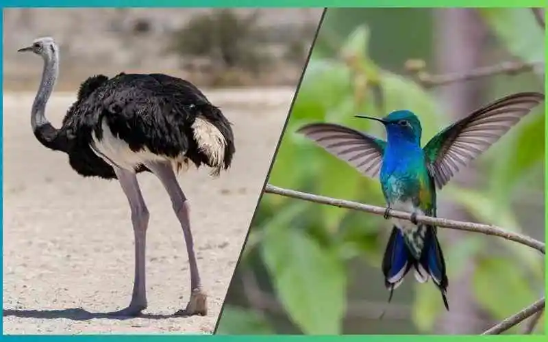 Ostrich vs Hummingbird Size: Unique Adaptations