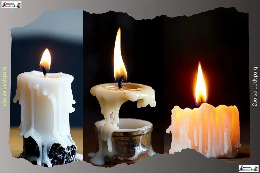 Comparison of puffin, tallow, and whale oil candles.