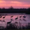 Sandhill cranes in a Michigan wetland at sunset