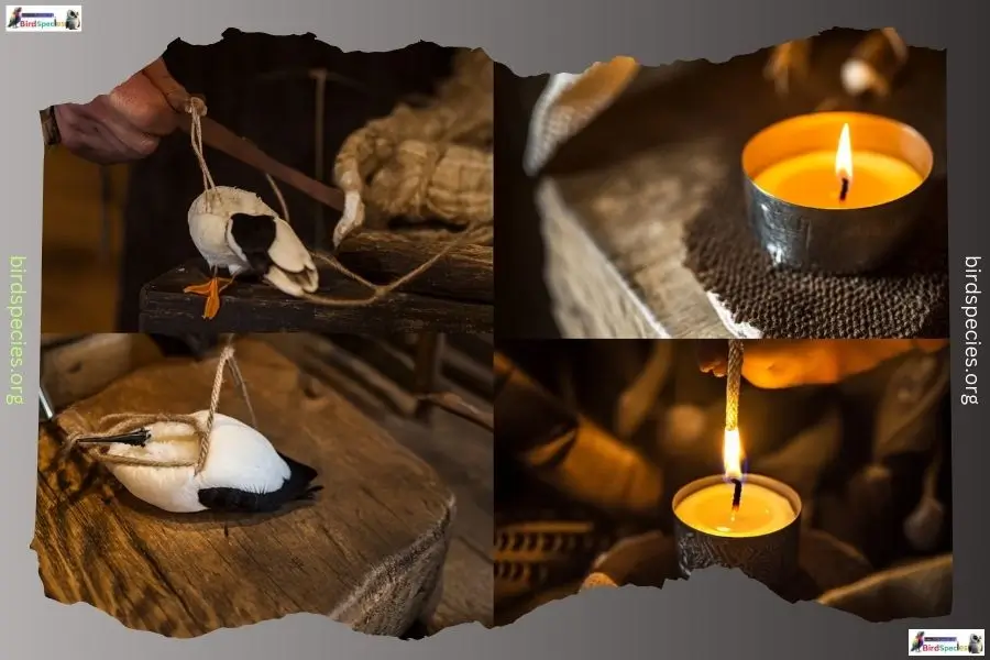 How Vikings made puffin candles step by step.