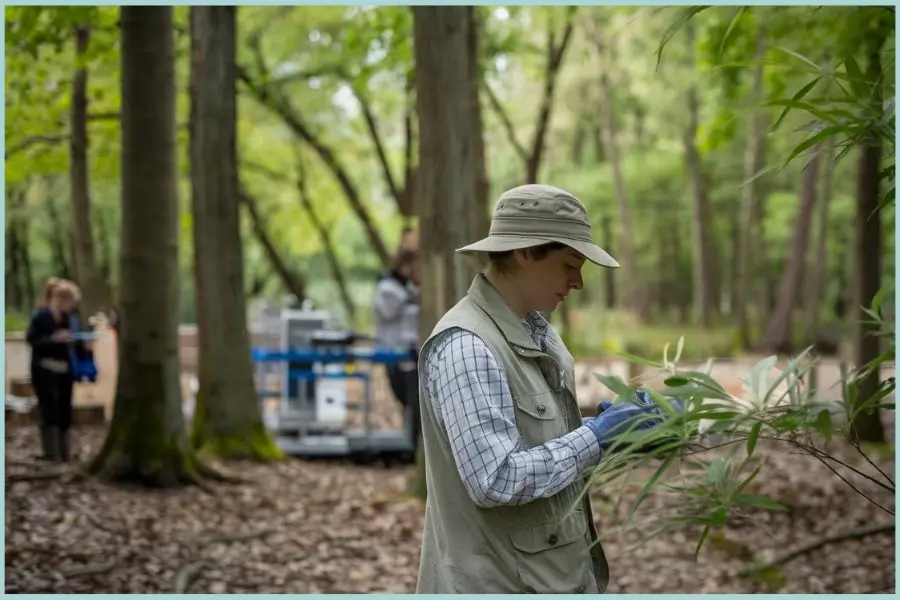 Researchers conducting habitat studies and forest management activities like prescribed burns to conserve the Kirtland’s Warbler in jack pine forests