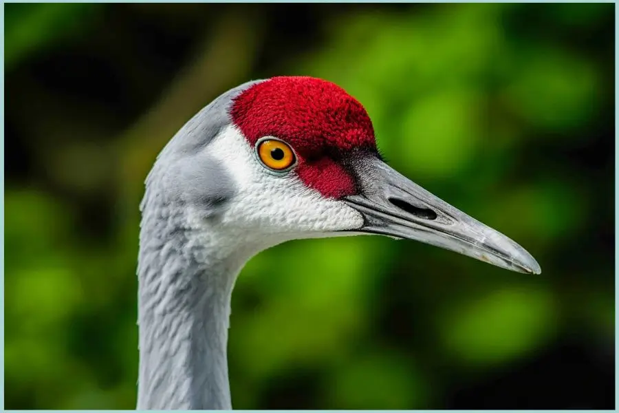 Close-up of a Sandhill crane's head with a red crown