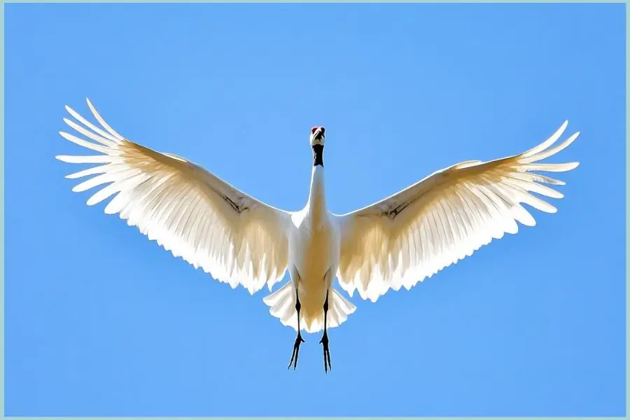 Whooping crane flying over Michigan landscape