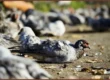 California's Devastating Avian Botulism Outbreak