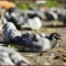 California's Devastating Avian Botulism Outbreak