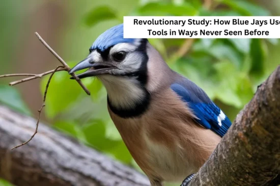 Close-up of blue jay using twig tool