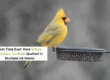 Closeup of yellow cardinal