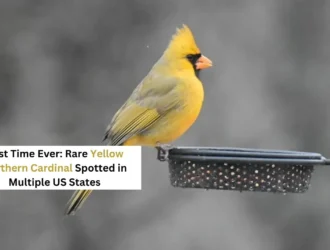 Closeup of yellow cardinal