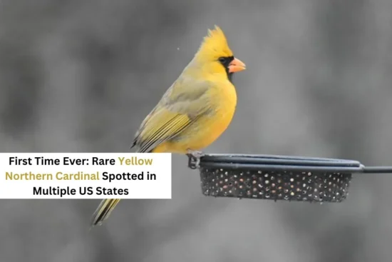 Closeup of yellow cardinal