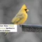 Closeup of yellow cardinal