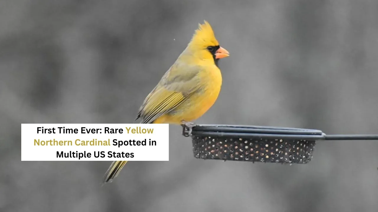 Closeup of yellow cardinal