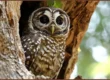 Save Spotted Owls by Removing Barred Owls