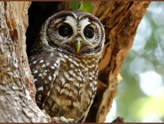 Save Spotted Owls by Removing Barred Owls