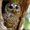 Save Spotted Owls by Removing Barred Owls