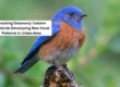 eastern bluebirds new vocal