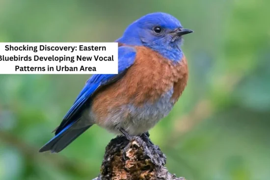 eastern bluebirds new vocal