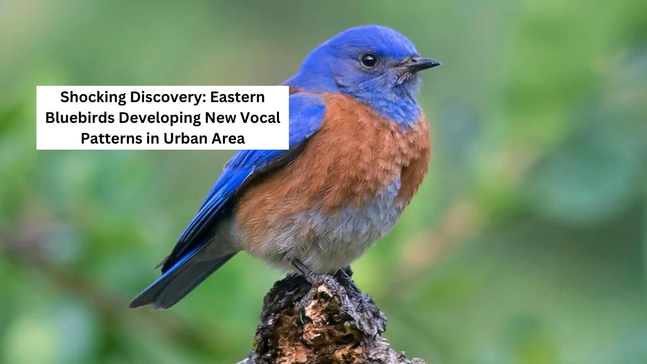 eastern bluebirds new vocal