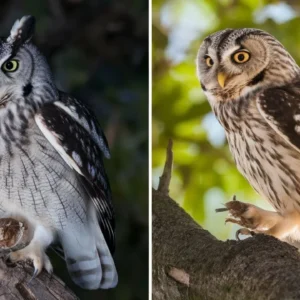 Urban Light Pollution Forces 73% More Owls to Hunt During Daylight